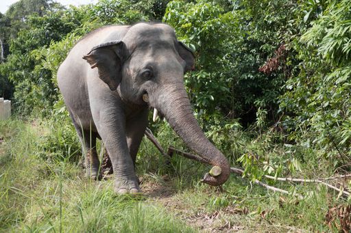  Kaavan in seinem Dschungelreich in Kambodscha