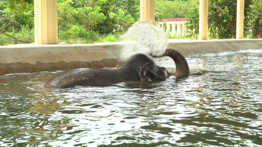Vorschau Bild von Kaavan beim Plantschen in seinem großen Pool
