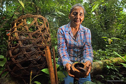 Beitrag zum Klimaschutz und Hilfe für die Paranussbauern in Peru:
der Erfolg von Tambopata / Waldschutzprojekt Tambopata, Peru /
Weiterer Text über ots und www.presseportal.de/nr/78717 / Die
Verwendung dieses Bildes ist für redaktionelle Zwecke unter
Beachtung ggf. genannter Nutzungsbedingungen honorarfrei.
Veröffentlichung bitte mit Bildrechte-Hinweis.