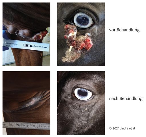  Equine Sarkoide vor und nach der Behandlung