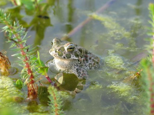 Vorschau Bild von Lurch des Jahres 2022 – Die Wechselkröte, grüne
Kröte im Tarnmuster: Wechselkröte im Laichgewässer
