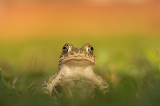 Vorschau Bild von Lurch des Jahres 2022 – Die Wechselkröte, grüne
Kröte im Tarnmuster: Wechselkröte