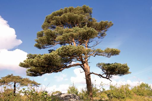 Pinus Sylvestris - Die Rotföhre