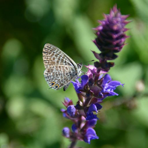 Kleiner Wander-Bläuling, Erstnachweis im Burgenland