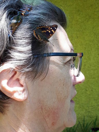 Vorschau Bild von Schnappschuss der Schmetterlingsapp-Teilnehmerin
Erika Kühnelt mit einem Schillerfalter