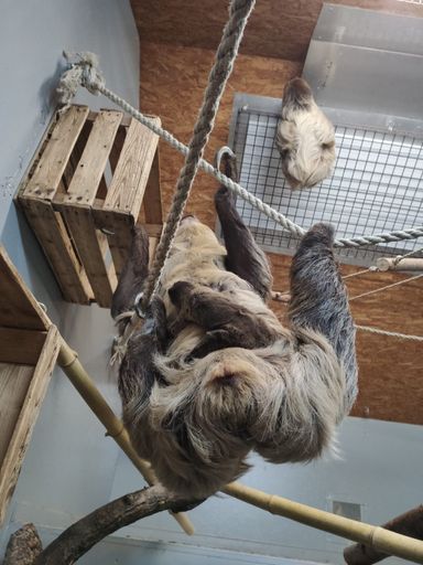 Vorschau Bild von Tagesmotto: 20 Stunden schlafen und abhängen