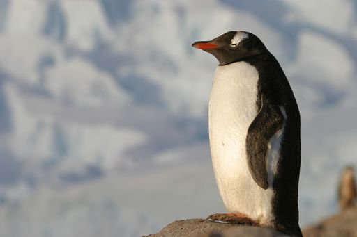 Linux-Gratiskurs lehrt Kommandos für Automatisierung von
Alltagsaufgaben / Linux; Pinguin; / Weiterer Text über ots und
www.presseportal.de/nr/22537 / Die Verwendung dieses Bildes ist für
redaktionelle Zwecke unter Beachtung ggf. genannter
Nutzungsbedingungen honorarfrei. Veröffentlichung bitte mit
Bildrechte-Hinweis.