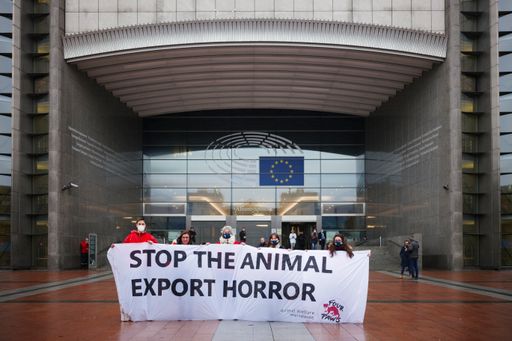  VIER PFOTEN bei einem Protest in Brüssel während
des EU-Untersuchungsausschusses zu Tiertransporten