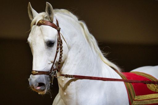  Porträt eines Schulhengstes - Lipizzaner der
Spanischen Hofreitschule am langen Zügel