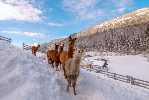 Vorschau Bild von In die fantastische Welt der Alpakas eintauchen und
einen erlebnisreichen Vormittag im Bad Bleiberger Hochtal
verbringen.