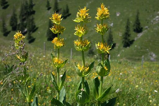 Gelber Enzian (Gentiana lutea L.)