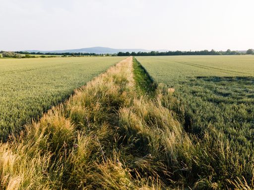Vorschau Bild von Beetle Bank am Gut Hardegg Unter Beetle Banks (zu
dt. Käferbänke/Insektenwälle) versteht man zwei bis vier Meter
breite, etwa 40 Zentimeter hohe Wälle an Ackerrändern, die mit
speziellen Grasmischungen eingesät werden und mehrere,
aufeinanderfolgende Wachstumsperioden bestehen sollen.