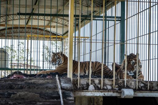  Zwei der vier Tiger, die 15 Jahre lang in einem
Wagon eingesperrt waren und nun von VIER PFOTEN gerettet werden