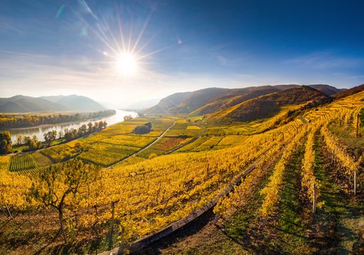 Ein strahlender Herbst war die Grundlage für einen
österreichischen Traumjahrgang.