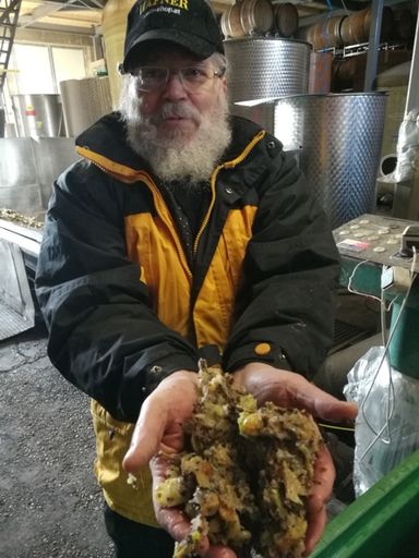 Vorschau Bild von erster koscherer Eiswein der Welt, Rabbi
Lichtenstein mit gepressten Eisweintrauben