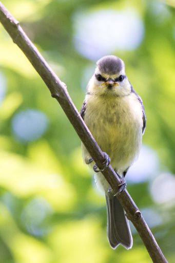 VHS und BirdLife: Frühjahr/Sommer Gartenvögel