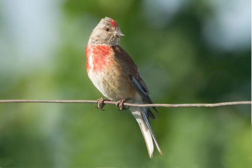 Vorschau Bild von VHS und BirdLife: Frühjahr/Sommer Gartenvögel