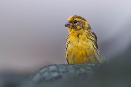 Vorschau Bild von VHS und BirdLife: Frühjahr/Sommer Gartenvögel