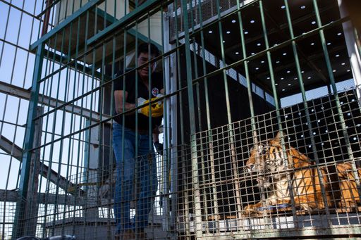 Argentinian train tigers.Argentinian train tigers
on 09 March 2022..San Luis, Argentina | 2022 03 09 | Train Tigers
are being loaded into crates for they transport to the airport in
San Luis, Argentina.