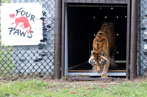  Bethlehem, South Africa | 2022 03 12 | Argentinian
Train Tigers after the arrival at LIONSROCK Big Cat Sanctuary, South
Africa.