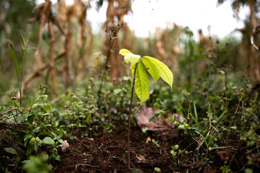  Aufforstung in Uganda, ein neuer Wald entsteht
