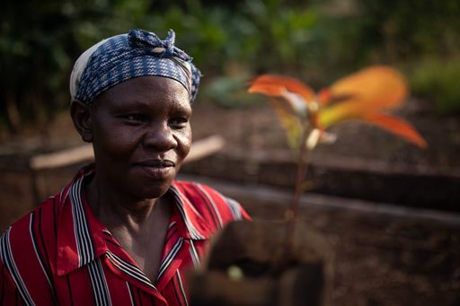 Vorschau Bild von Frau mit Setzling in Uganda