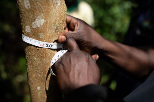 Vorschau Bild von Monitoring Aufforstungsprojet Uganda