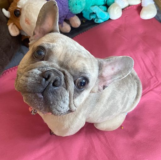 PFOTENHILFE: Qualzuchtopfer krank und unbehandelt
abgeschoben