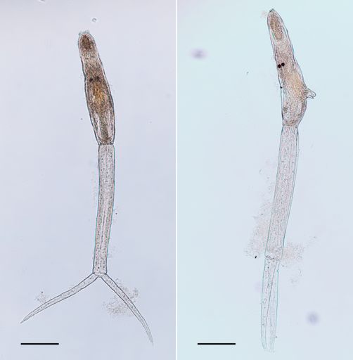  Zerkarien von "Trichobilharzia physellae", einer
erstmals in Europa nachgewiesenen Art der Saugwürmer