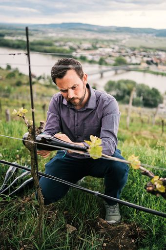 Vorschau Bild von Martin Saahs bringt die Flaschen zur Ernte der
Rebtränen an.