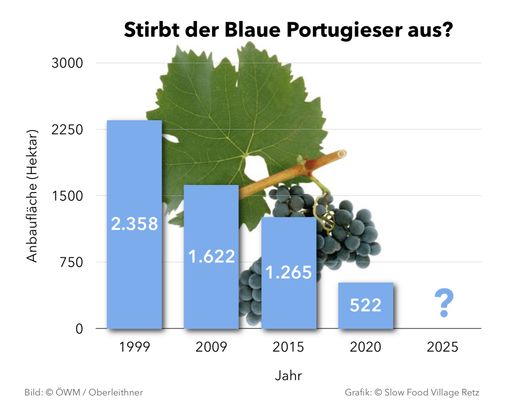  Stirbt der Blaue Portugieser aus? Die Anbauflächen
gehen stark zurück.