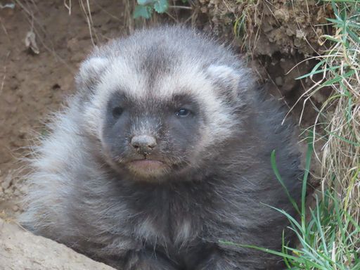 Vorschau Bild von Vielfraß Männchen Floki blickt aus der Wurfhöhle