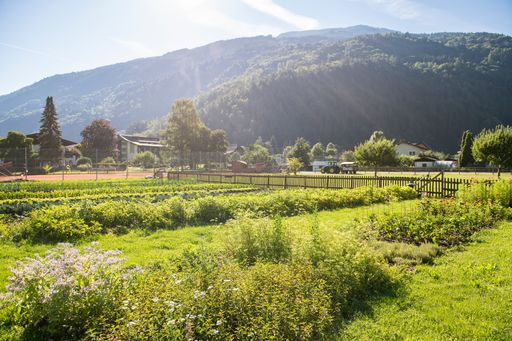 Vorschau Bild von Der Garten mit frischem Gemüse für die Gäste des
Familiengut Burgstaller