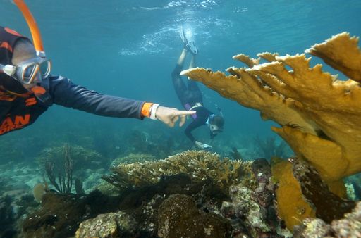 Zur ARTE-Sendung: Vielfalt statt Artensterben - Die Menschheit am
Scheideweg Lisa Carne zeigt auf eine von Menschenhand gepflanzte und
gesunde Elchgeweihkoralle. Die Art war noch vor kurzem vom
Aussterben bedroht. Die Meeresbiologin leitet die Initiative
Fragments of Hope, die den Boden des Ozeans mit Korallen bepflanzt.
/ Weiterer Text über ots und www.presseportal.de/nr/9021 / Die
Verwendung dieses Bildes ist für redaktionelle Zwecke unter
Beachtung ggf. genannter Nutzungsbedingungen honorarfrei.
Veröffentlichung bitte mit Bildrechte-Hinweis.