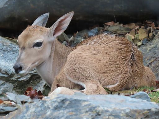Elenantilope Clara im Außengehege