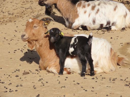 Vorschau Bild von Ziegenkitz mit Mama Ziege im Streichelzoo