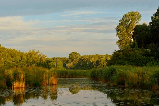 Wissenschaftliches Symposium: Lobau soll leben