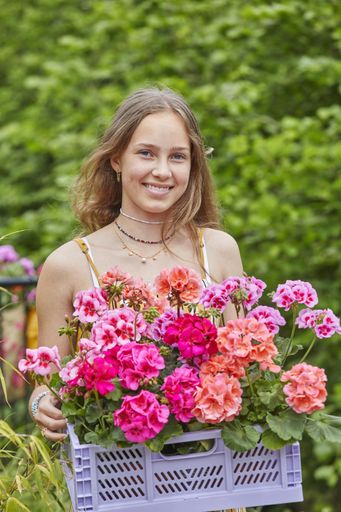 Vorschau Bild von Eine bunte Vielfalt an Balkonblumen erhält man ab
Ende April in den heimischen Gärtnereien