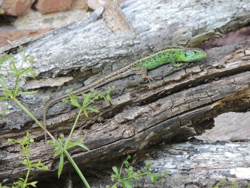 Vorschau Bild von Von A wie Alpenkammmolch bis Z wie Zauneidechse:
Männchen einer Zauneidechse Lacerta agilis.