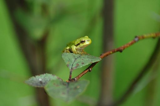 Vorschau Bild von Ein junger Laubfrosch erkundet kletternd seinen
Landlebensraum.