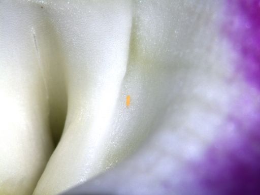 Vorschau Bild von Pflanzenschädling Melonenthrips (Thrips palmi)
gefunden auf einer Orchidee