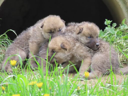 Vierfacher Polarwolf Nachwuchs in der Tierwelt
Herberstein
