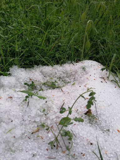 Vorschau Bild von Hagel schädigte Grünland