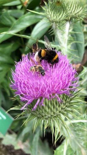 Schlürfbiene, Honigbiene und Erdhummel auf einer
Distelblüte