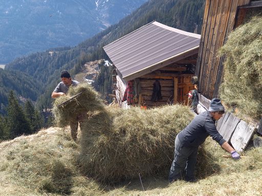 Vorschau Bild von Im Tiroler Oberland wurde schon im April fleißig
mitgeholfen – duftendes Almheu vom Vorjahr wurde ins Tal gebracht.