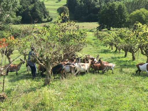 Vorschau Bild von In der Steiermark war Rebecca im Vorjahr eine große
Unterstützung für den Milchmädchen-Ziegenhof.