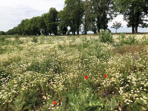 Vorschau Bild von Biodiversitätsfläche in Rabensburg, Guts- &
Forstbetrieb Wilfersdorf