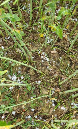 Hagel/Raps - Weiden bei Rechnitz (BGLD)