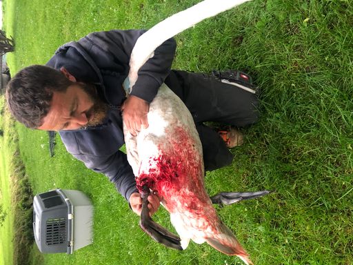 Schwer verletzter Schwan in Mondsee: Niemand wollte
helfen