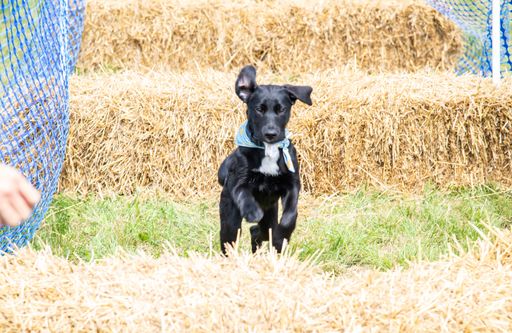 Vorschau Bild von Am Hundetag haben Hund und Halter Spaß beim
Heuballenrennen